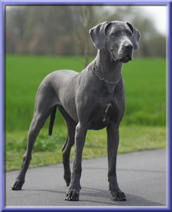 Deutsche Doggen vom Blu Beleza