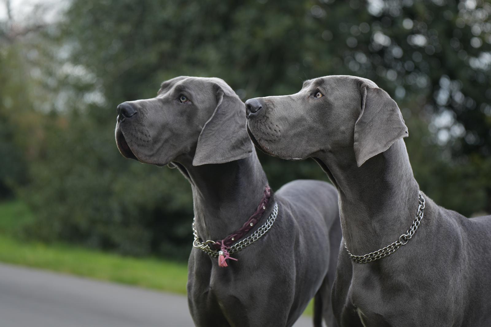 Doggen vom Blu-Beleza