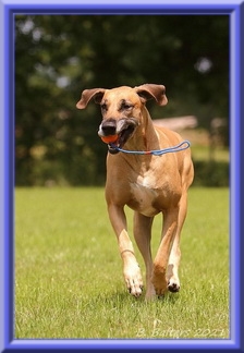 doggen-blu-beleza