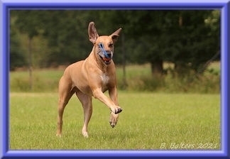 doggen-blu-beleza