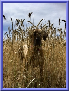 doggen-blu-beleza