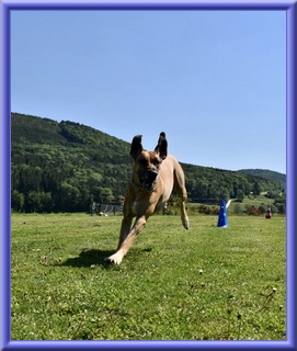 doggen-blu-beleza