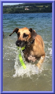 doggen-blu-beleza