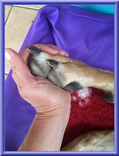doggen-blu-beleza