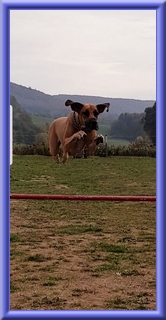 doggen-blu-beleza