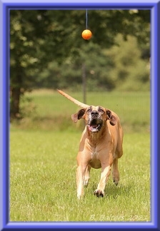 doggen-blu-beleza