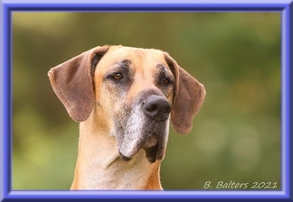doggen-blu-beleza