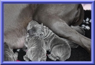 Deutsche Doggen vom Blu Beleza