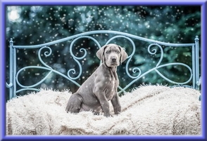 Deutsche Doggen vom Blu Beleza
