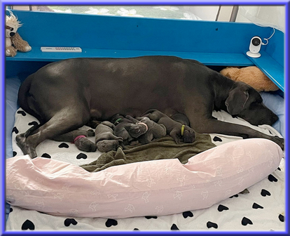 Deutsche Doggen vom Blu Beleza