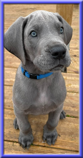Deutsche Doggen vom Blu Beleza