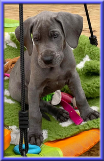 Deutsche Doggen vom Blu Beleza