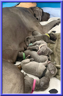 Deutsche Doggen vom Blu Beleza