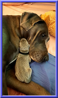 Deutsche Doggen vom Blu Beleza