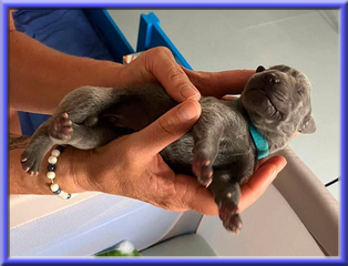 Deutsche Doggen vom Blu Beleza