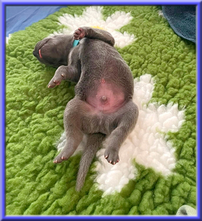 Deutsche Doggen vom Blu Beleza